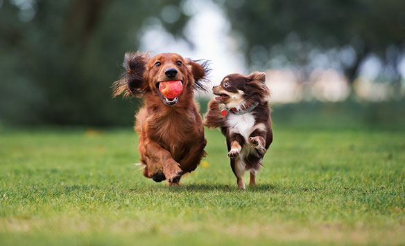 Petland Miami's Top Breeds