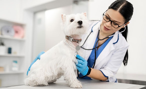 Exceptional Puppy Care