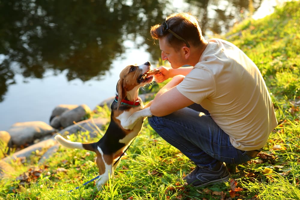 Choosing the Best Animal Friend for You