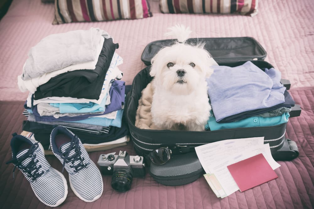 Our Puppy Travel Checklist: What To Pack