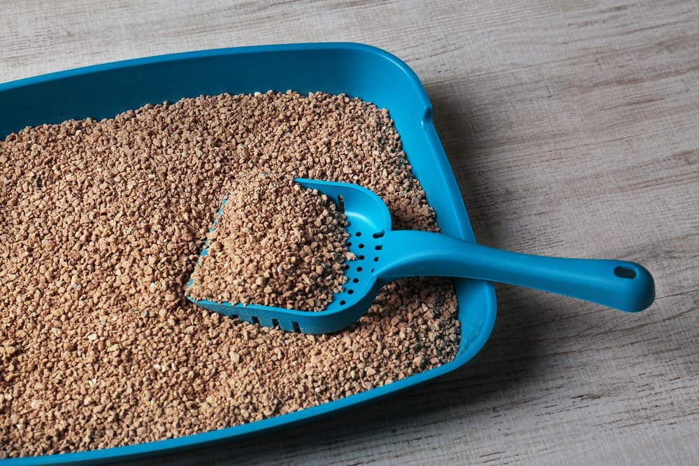 5 Litterbox Mistakes You Could Be Making