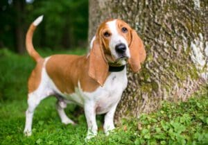 Petland Miami picture of Basset Hound in the outdoors staring at the camera.