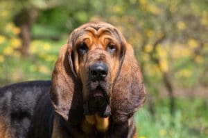 Petland Miami picture of cute Bloodhound puppy looking at camera..