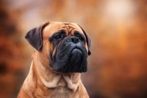 Petland Miami picture of Bullmastiff looking off into the distance.
