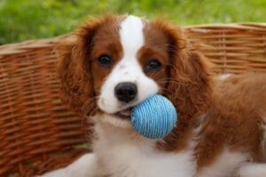 Petland Miami picture of a cute Cavalier King Charles Spaniel with a little blue ball and staring at the camera.