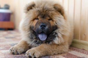 Petland Miami picture of Chow Chow puppy staring at the camera with its tongue out.
