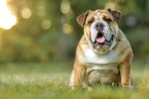 Petland Miami picture of cute English Bulldog staring at the camera.