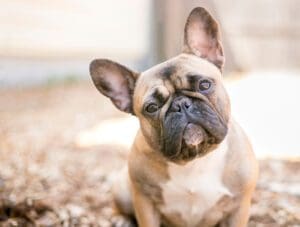 Petland Miami picture of French Bulldog staring at the camera.