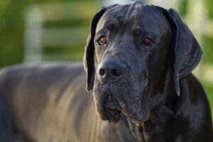 Petland Miami picture of a Great Dane looking at the camera.