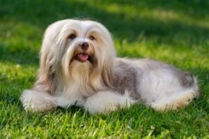 Petland Miami picture of a cute Havanese puppy lying on a grassy field.
