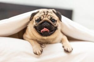 Petland Miami picture of a cute Pug puppy lying in blanket on white bed in bedroom.