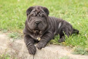 Petland Miami picture of a cute Sharpei puppy lying in the garden.