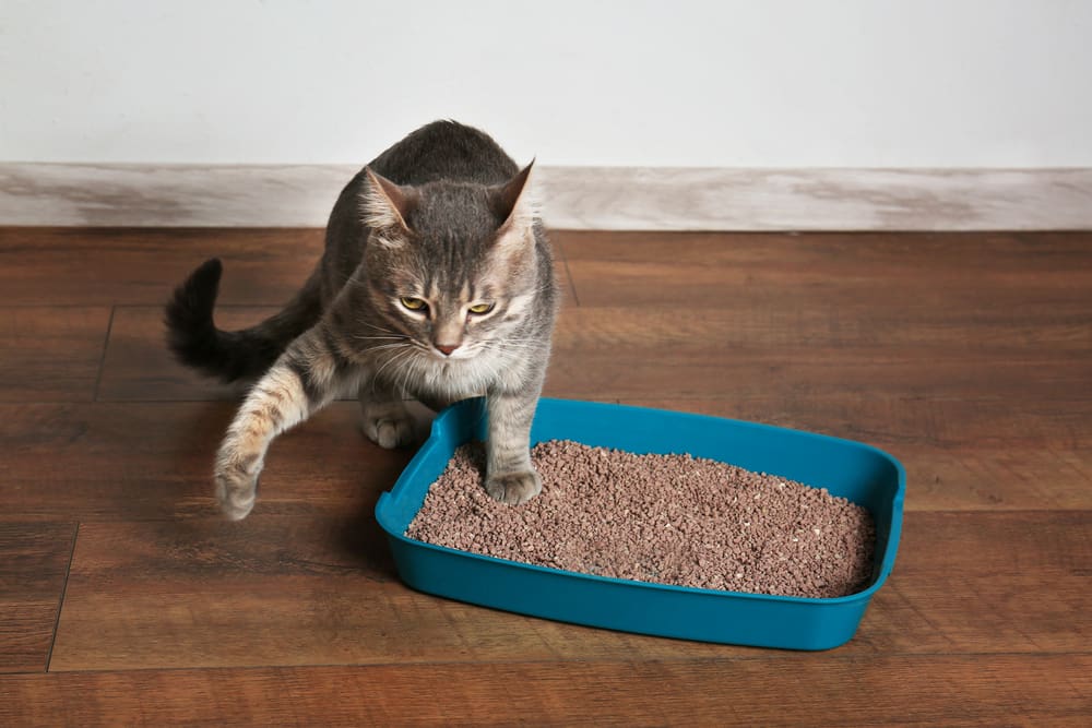 How to Teach Your Kitten to Use a Litter Box