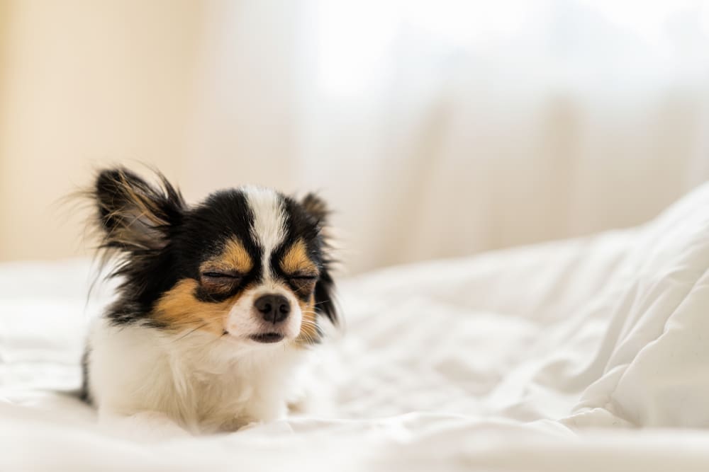 Dog Breeds That Are Perfect for Lazy Humans