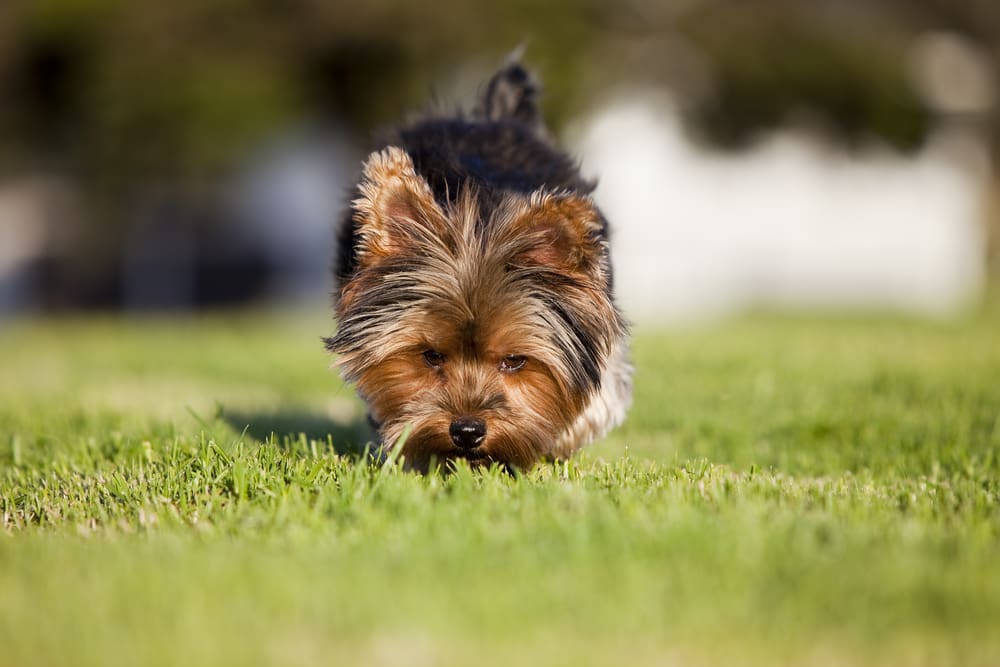 What To Do When Your Puppy Just. Won’t. Go.