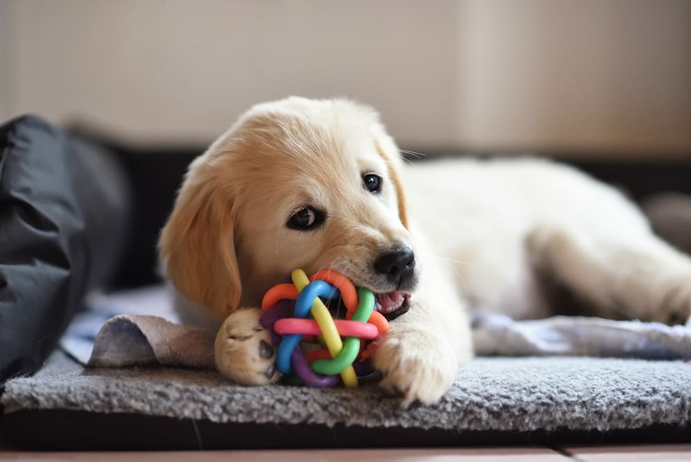 5 Reasons Why Your Puppy Destroys Their Toys