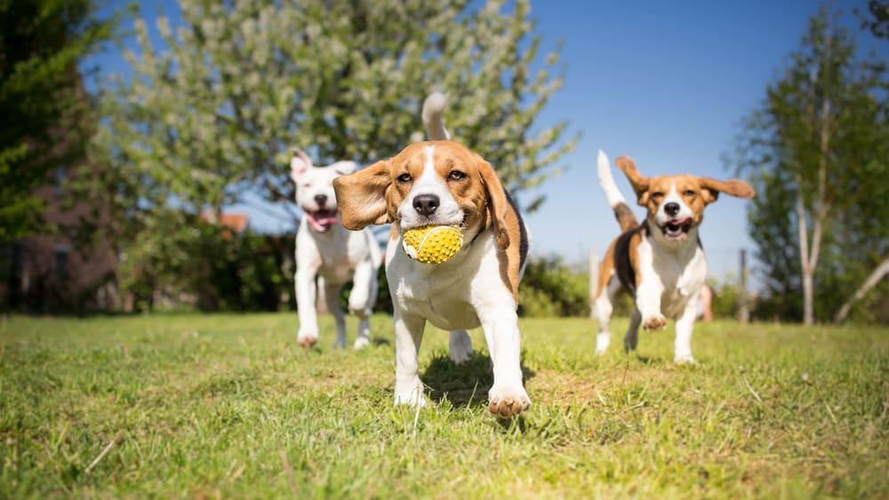 5 Ways You and Your Puppy Can Be Good Neighbors