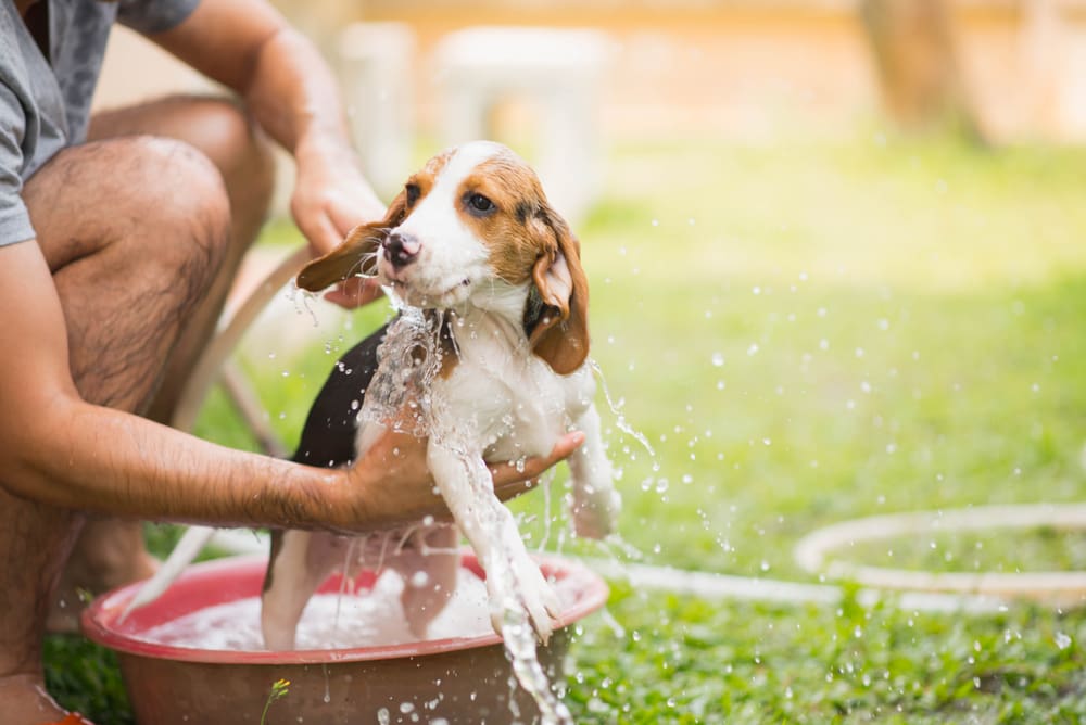 Summer Bathing, Are You Doing It Right?