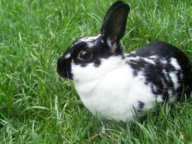 5 Popular Pet Rabbit Breeds for Families