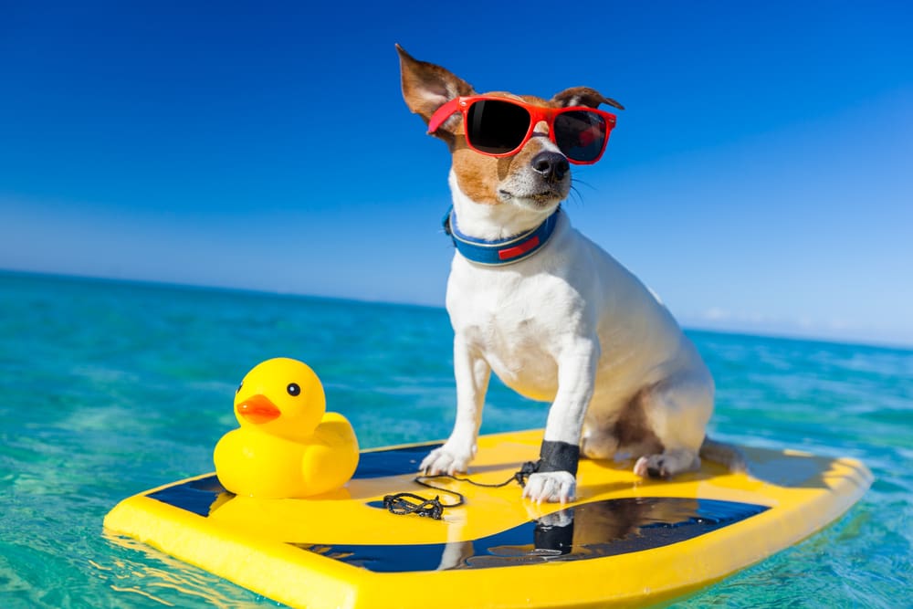 Why Dogs Are Still at Risk of a Sunburn