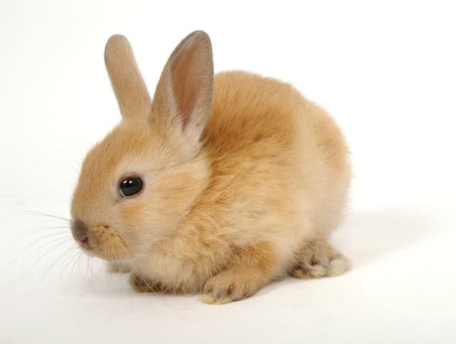 New Baby Bunny Take-Home Checklist
