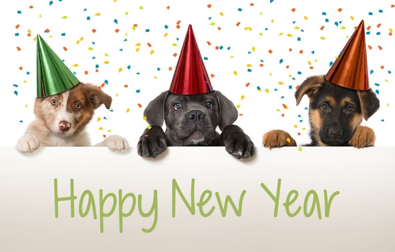 6 Puppy New Year’s Resolutions