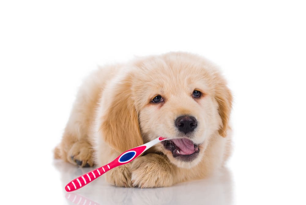 Pet Dental Health