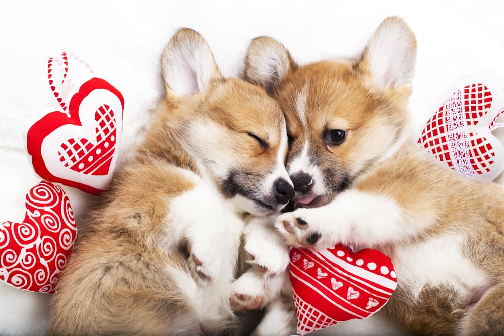 Puppy Playdate