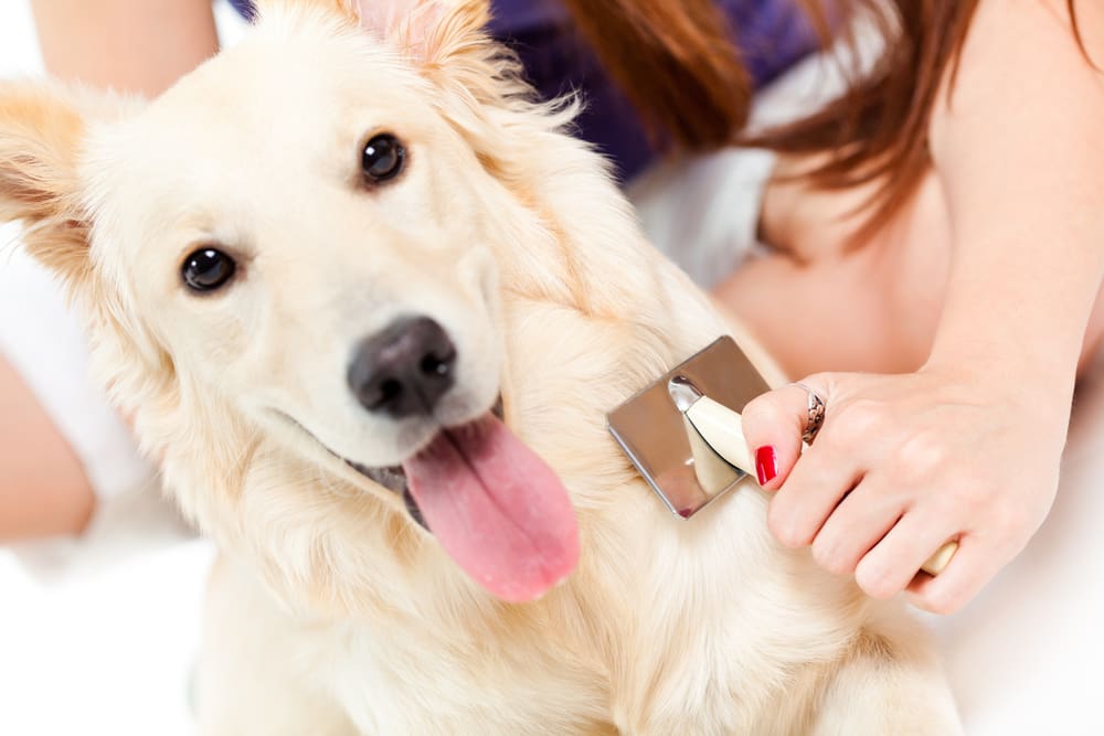 Puppy Grooming
