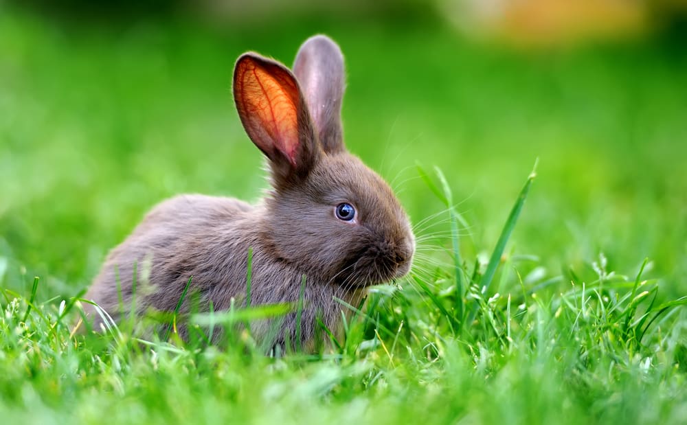 6 Signs Your Bunny Is Happy!
