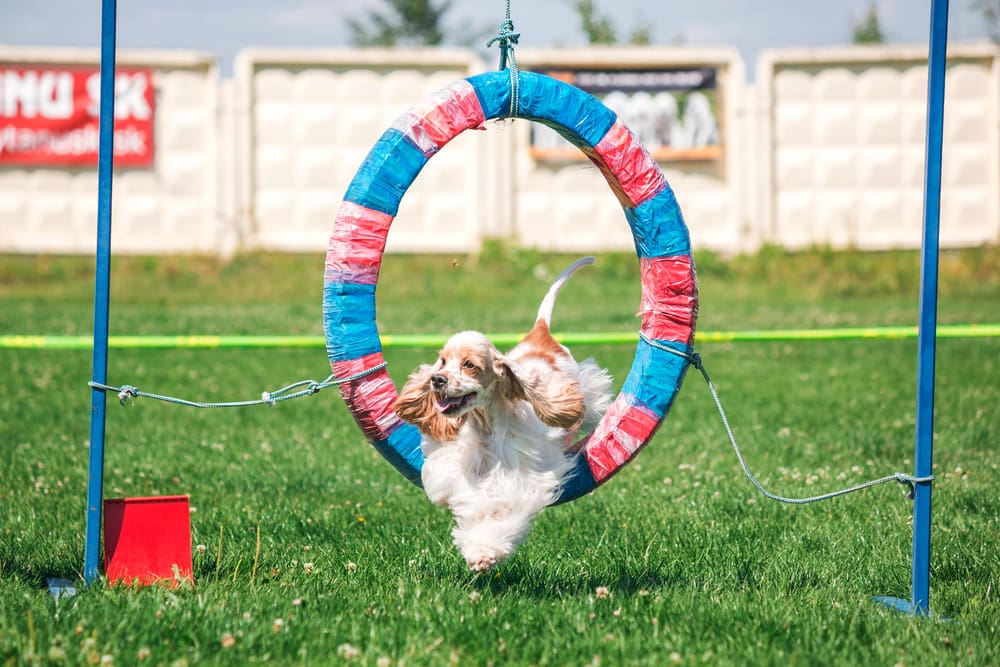 Top 9 Best Agility Lessons For Your Puppy