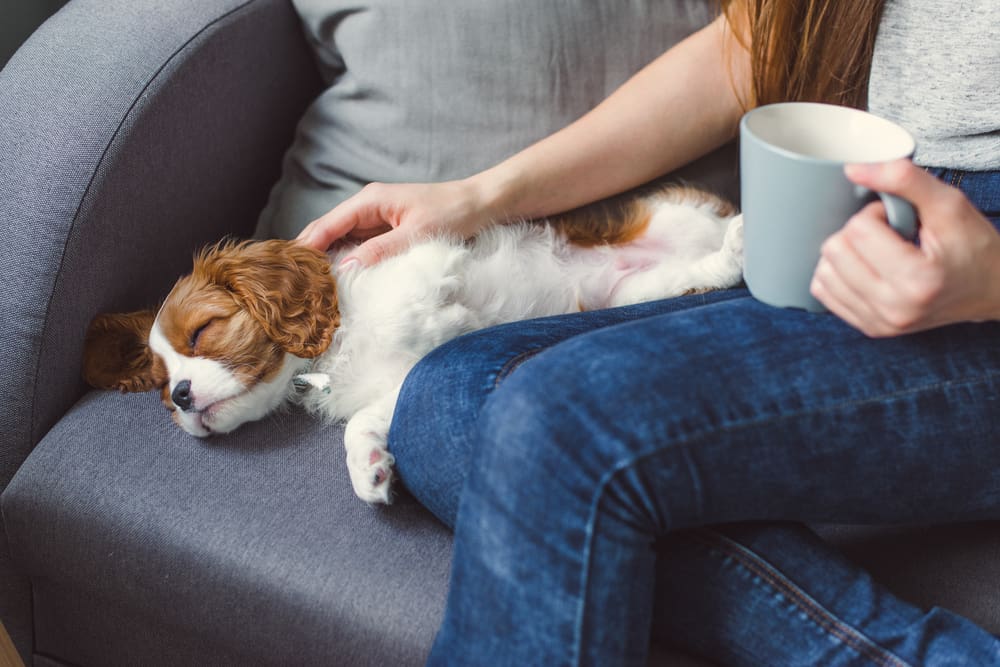 How To Make Your Home Allergy-Free For Guests