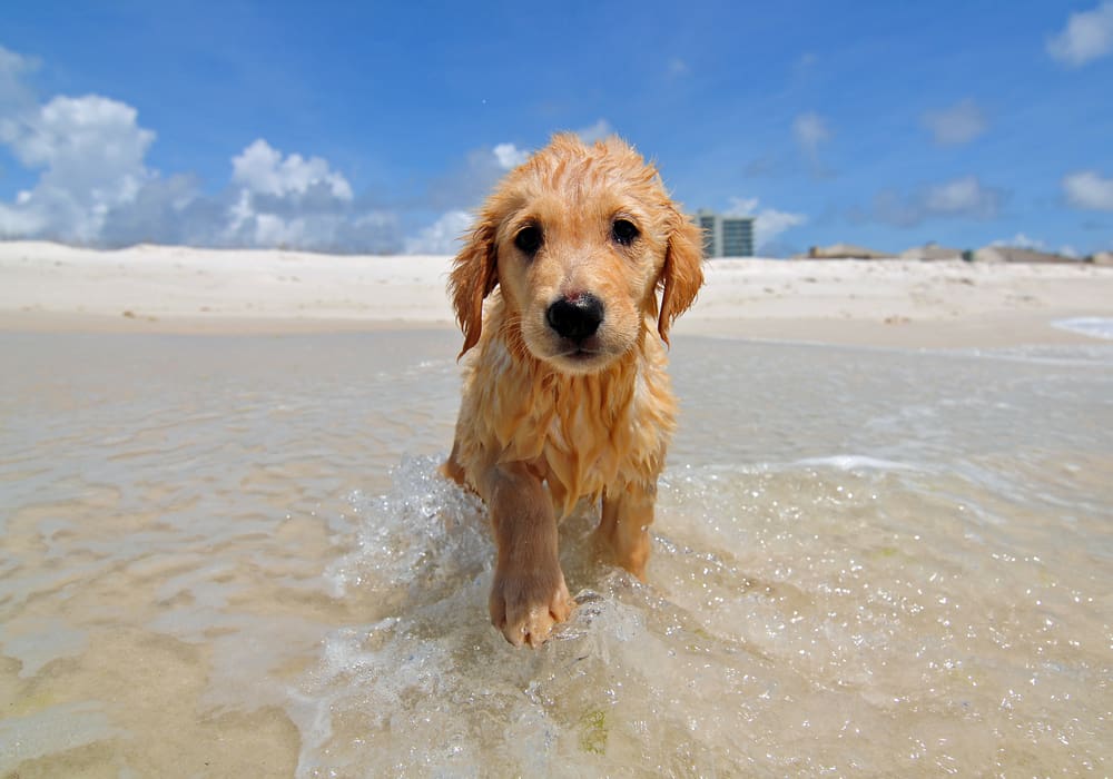 Keep Your Puppy Cool This Summer!