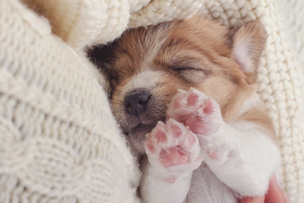 5 Ways to Keep Your Puppy’s Paws Clean
