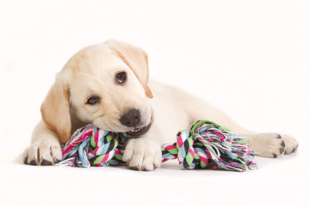 5 Must-Have Puppy Toys