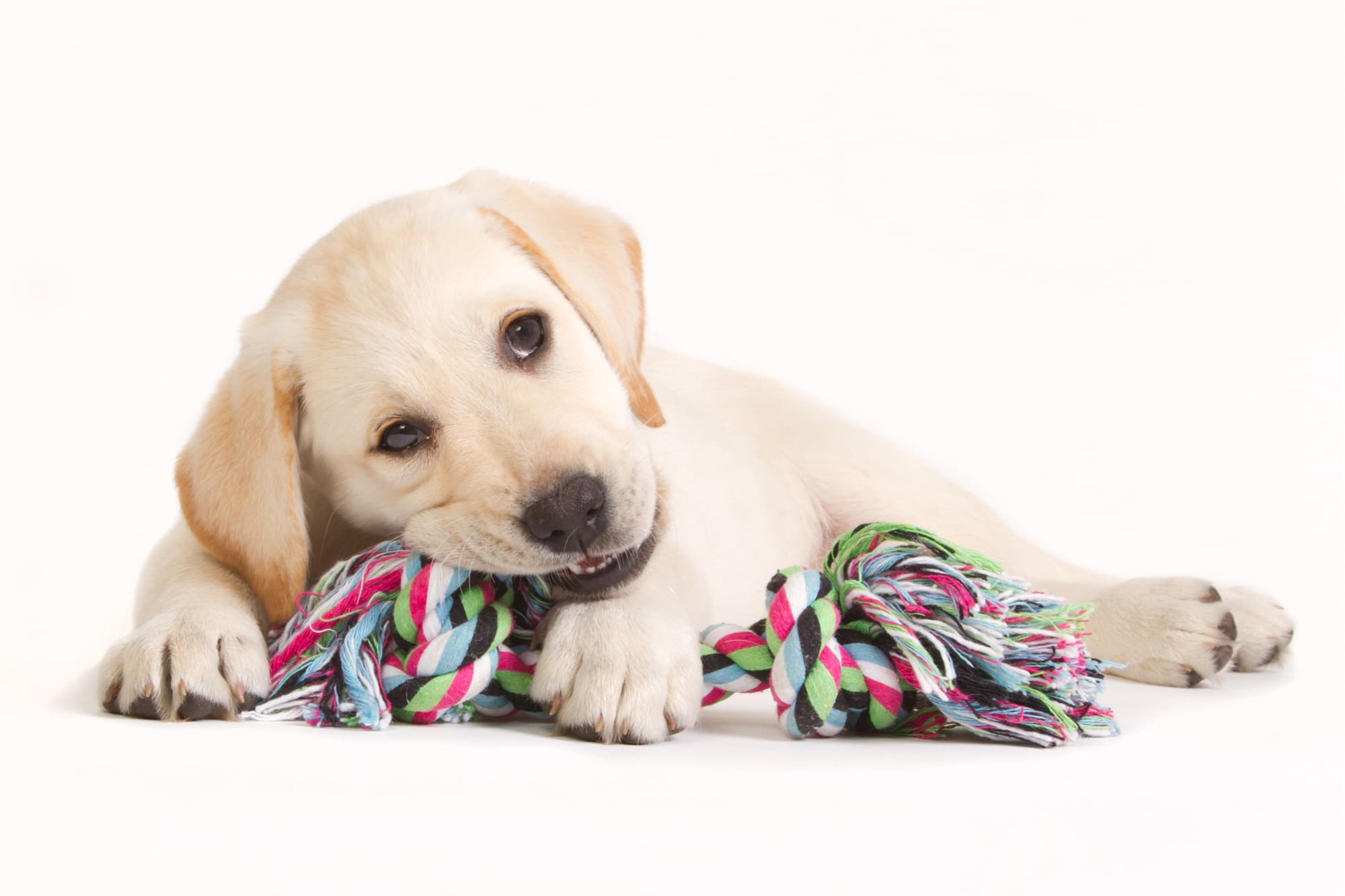 5 Must-Have Puppy Toys
