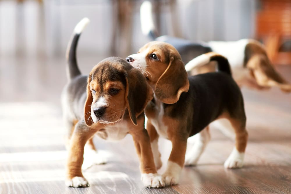 The Benefits of Having Two Puppies