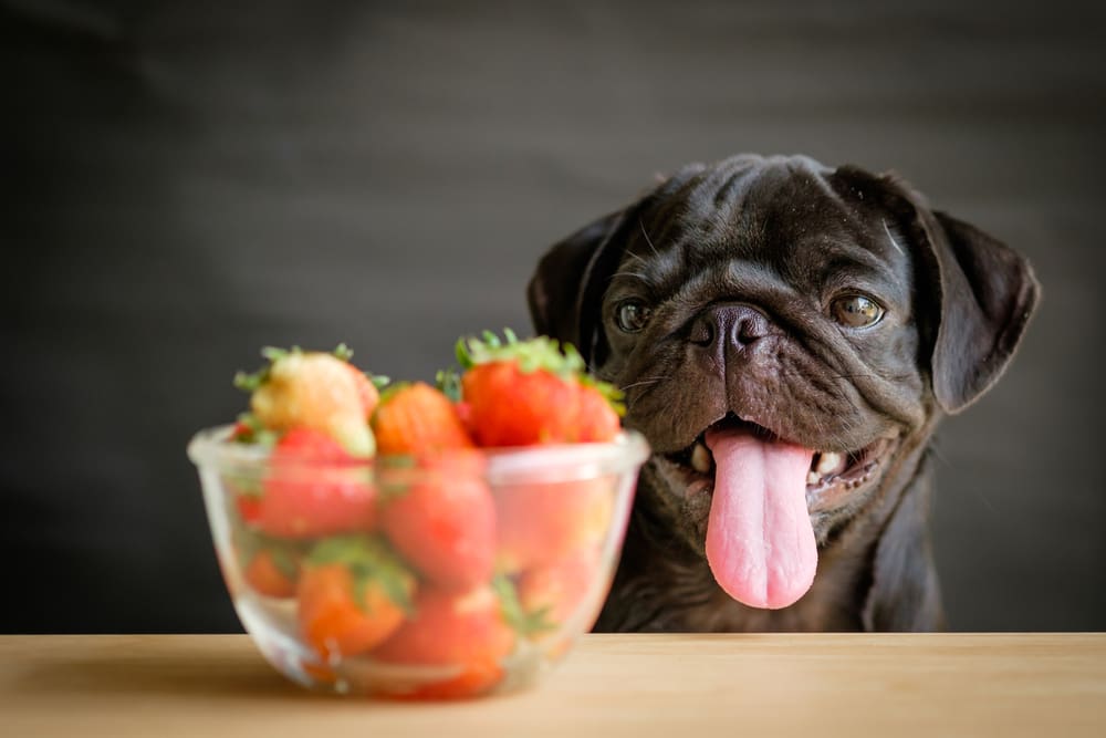 Human Foods Your Pup Can and Cannot Eat