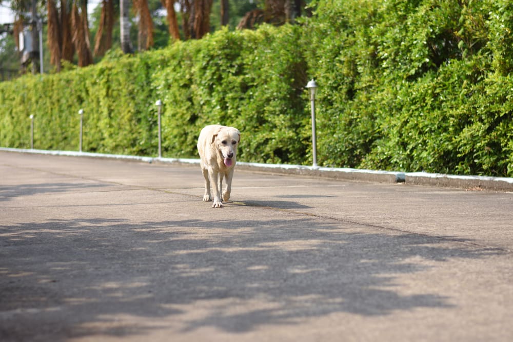 3 Tips To Ensure Your Puppy Never Gets Lost