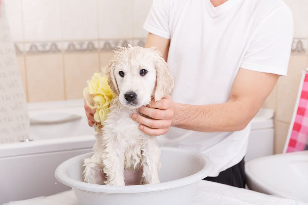 A Guide to Puppy Baths 101