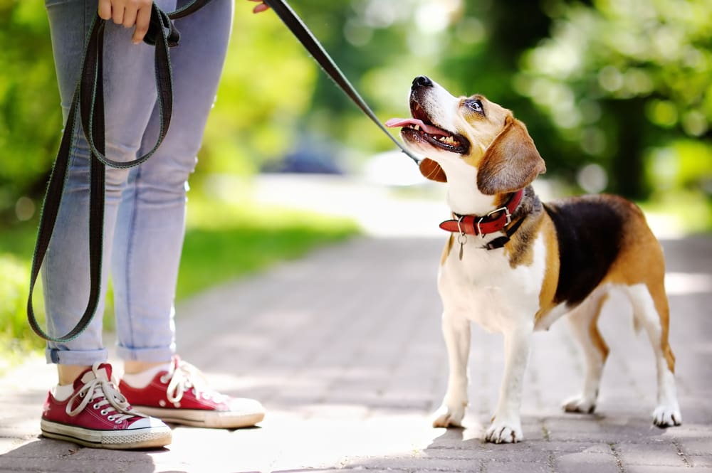 Dog Park 101: Tips To Help Your Puppy On Their First Visit