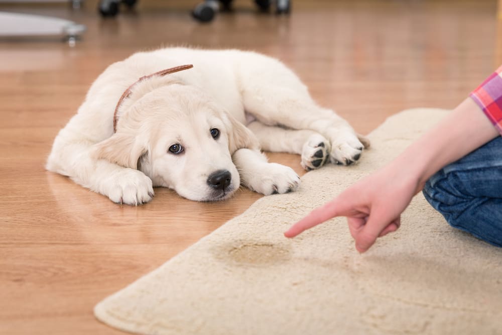 How to House Train Your Puppy in 7 Days