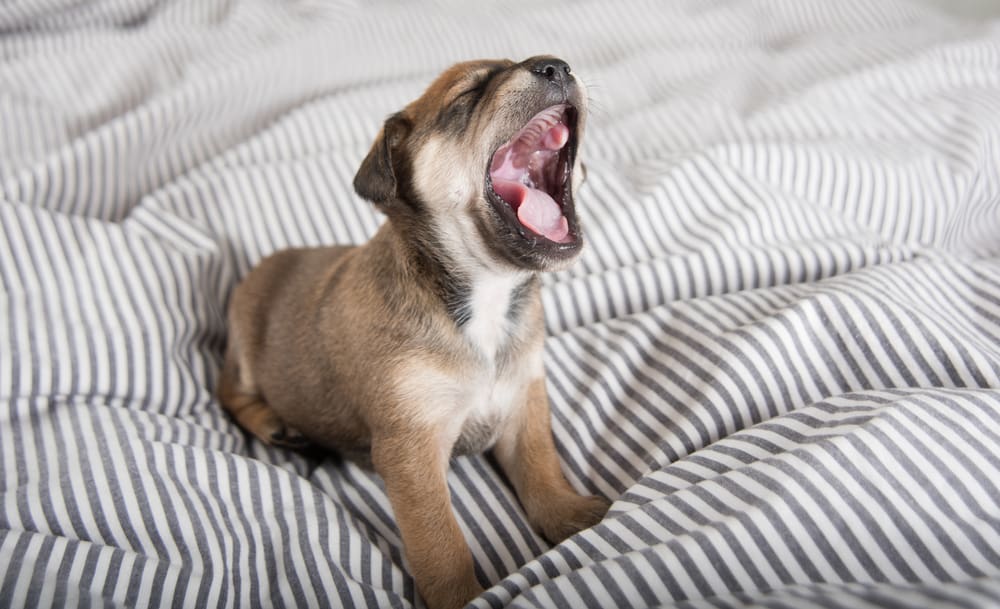 How Much Sleep Does Your Puppy Really Need?