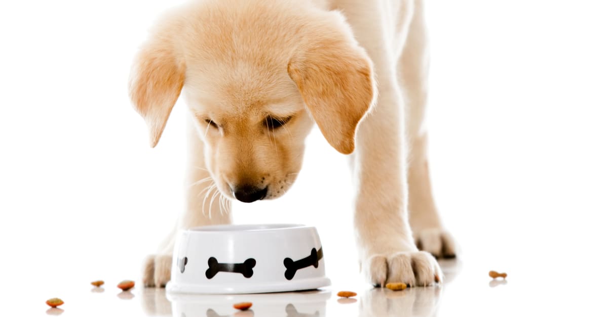 Choosing the Right Food for your Puppy