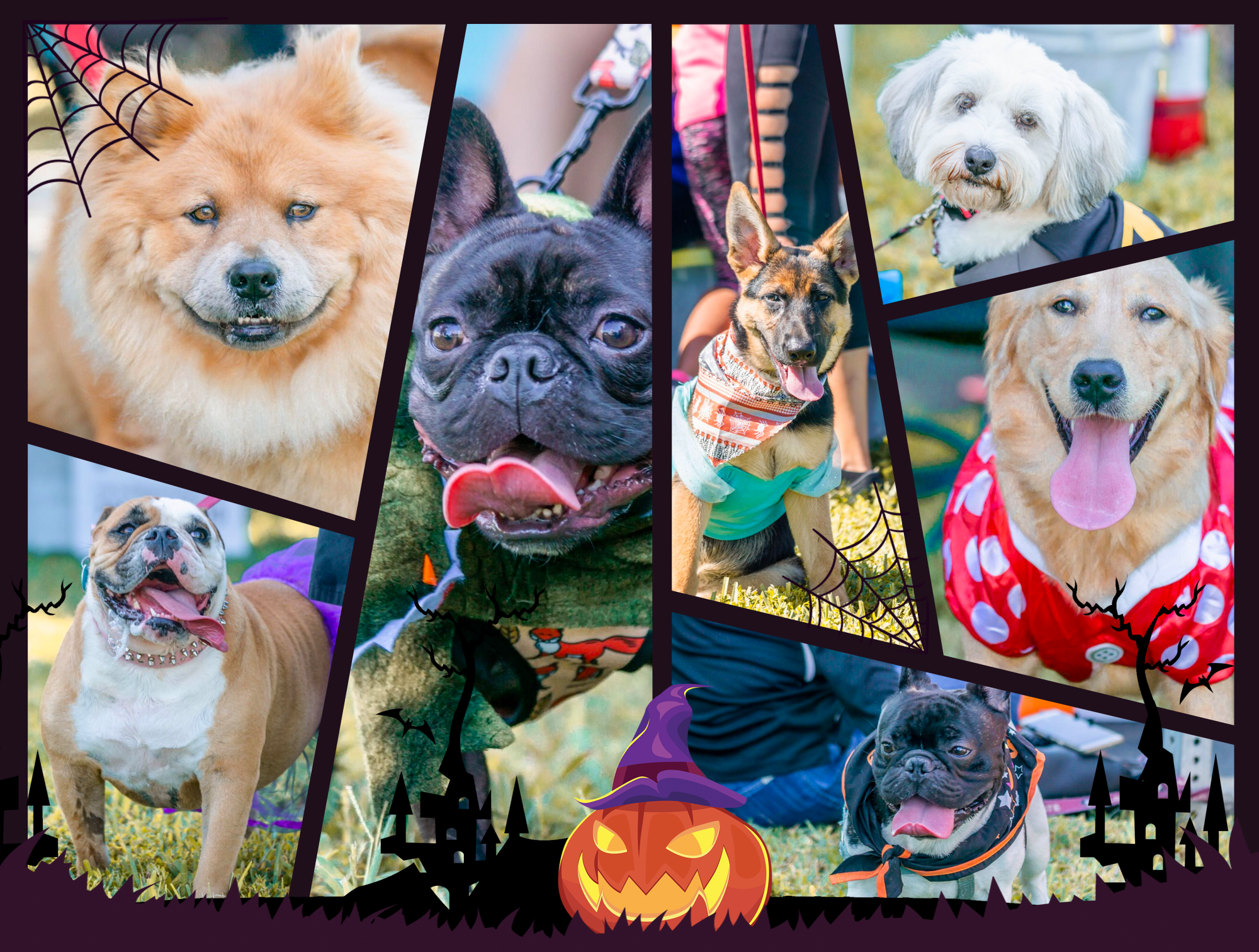The 6th Annual Bow Wow Ween Celebration