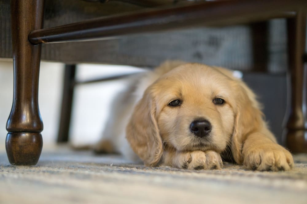 10 Ways to Relieve Your Puppy’s Boredom