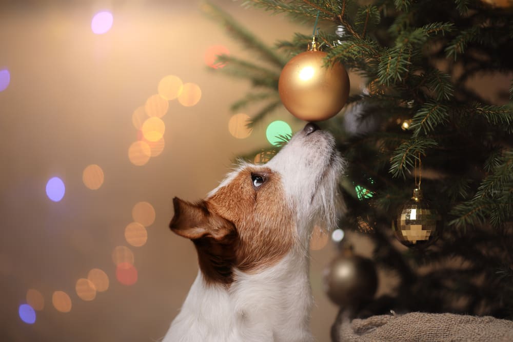 Holiday Hazards For Your Pets