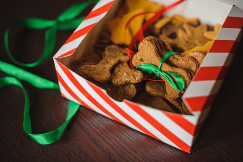 DIY Holiday Cookies for Your Puppy!