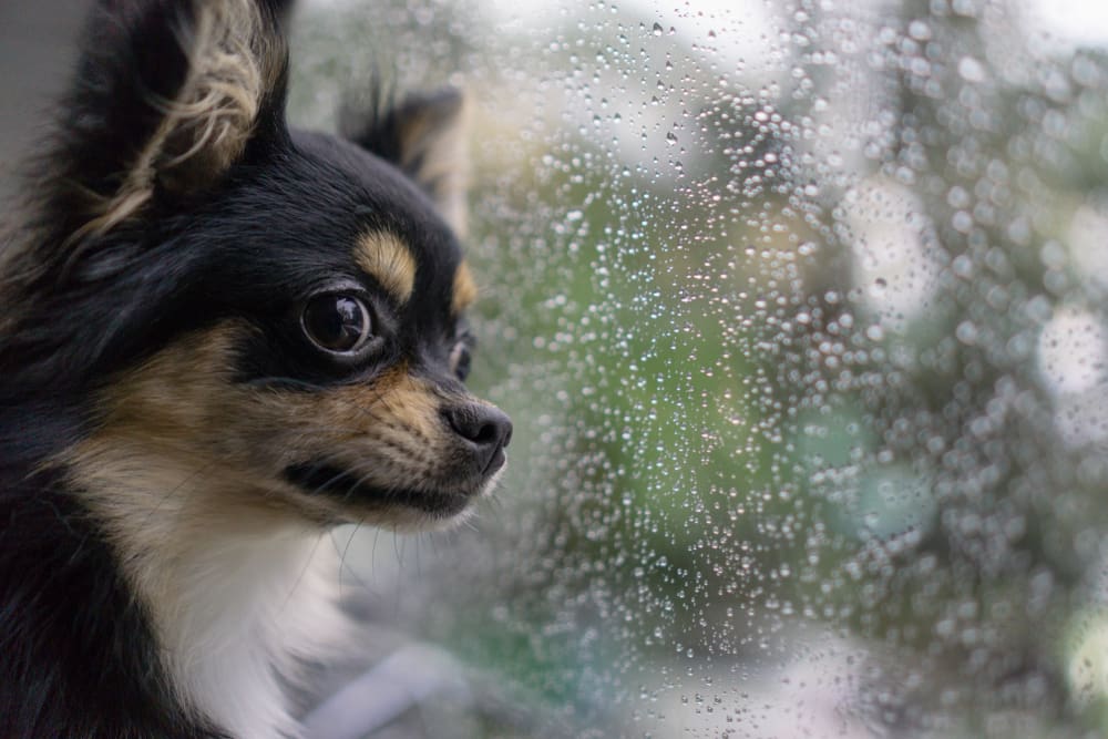 How to Calm Your Puppy During a Thunderstorm
