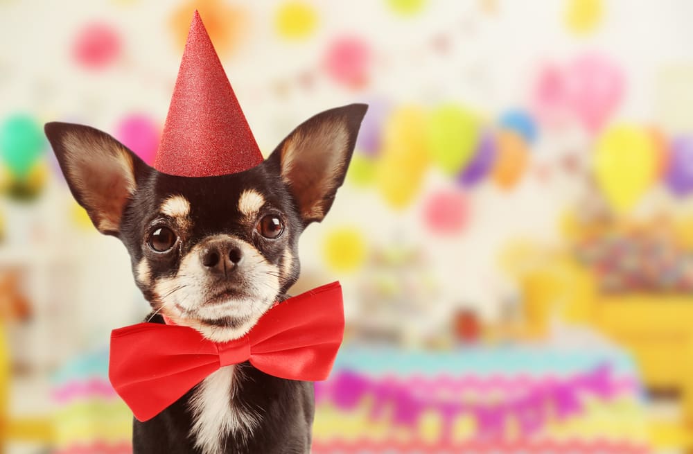 Fun Ways To Celebrate Your Puppy’s Birthday